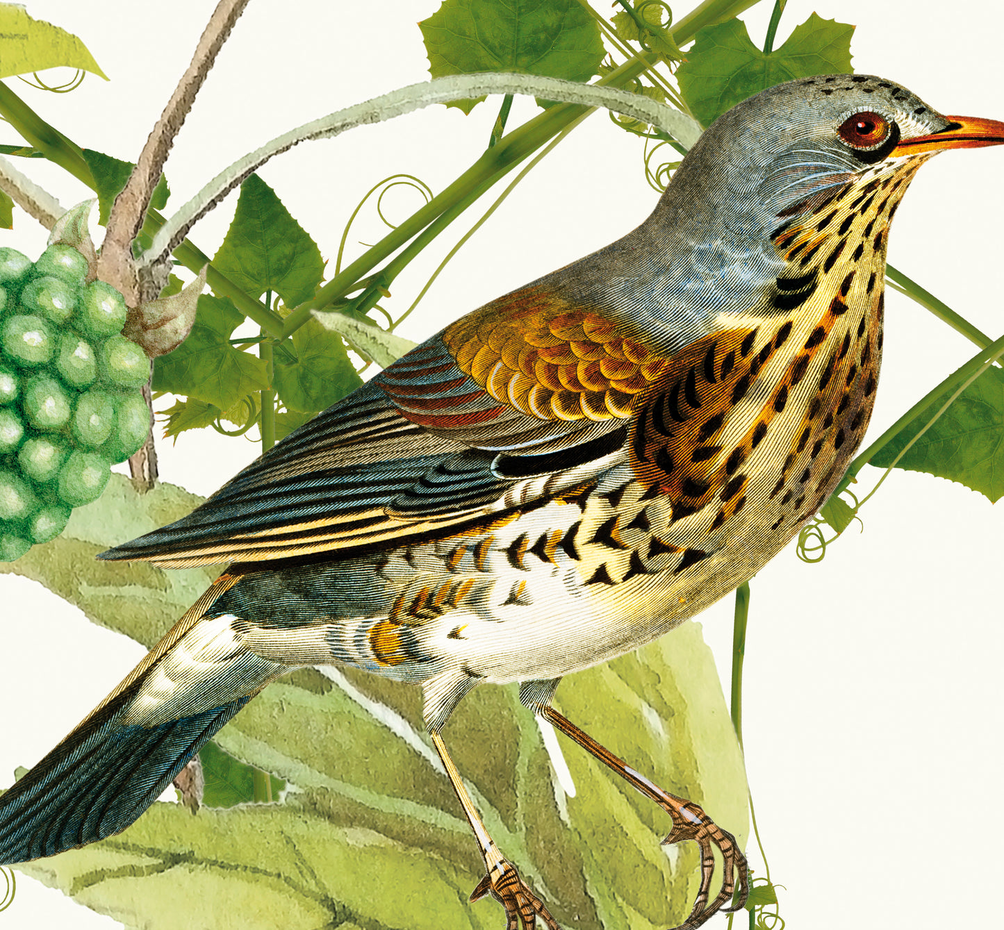 Heckett Lane Gilbert katoensatijn dekbedovertrek; klimop met vogels; pimpelmeesje, boomklever
