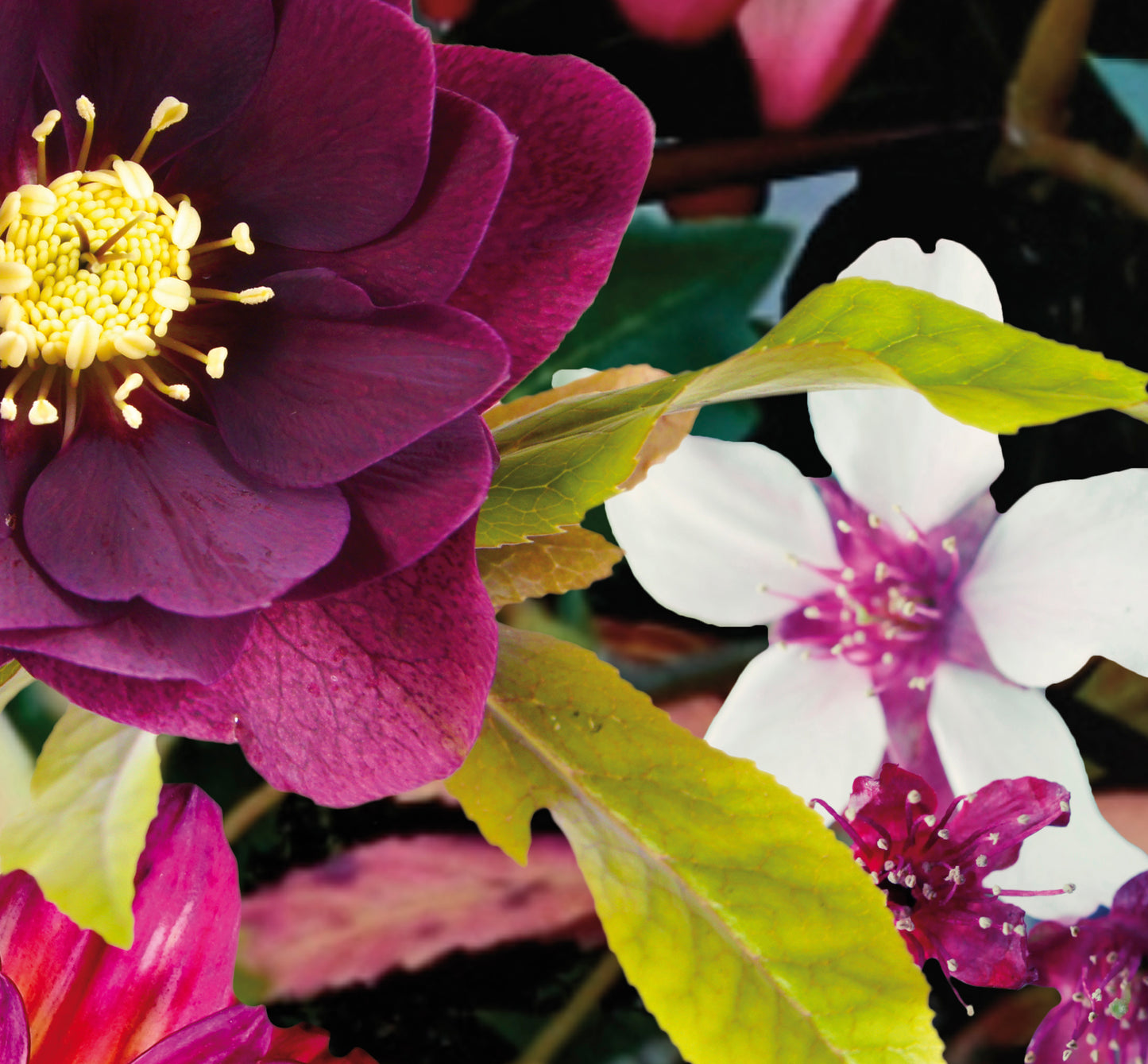 Heckett Lane Novia housse de couette en satin de coton dahlias